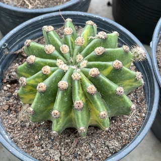 แคคตัส : อิชินอบด่าง echinopsis eyriesii variegated