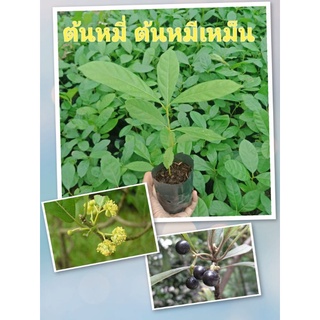 ต้นหมี่ ต้นหมีเหม็น ขนาด 20-25 เซนติเมตร ต้นไม้เสียหายเคลมได้ค่ะ