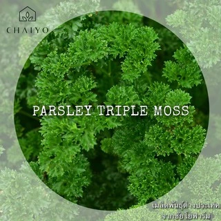 เมล็ด Parsley (Triple Moss) อิตาเลี่ยนพาร์สลีย์(ใบหยิก)