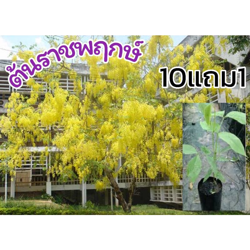 ต้นราชพฤกษ์​ .สูง 45-70 ซม.ต้นคูณ ต้นไม้มงคล สมุนไพร ดอกสีเหลือง จัดสวน แต่งบ้าน ช่วยฟอกอากาศ ปุ๋ยดิน เมล็ดพันธุ์ ต้นไม้