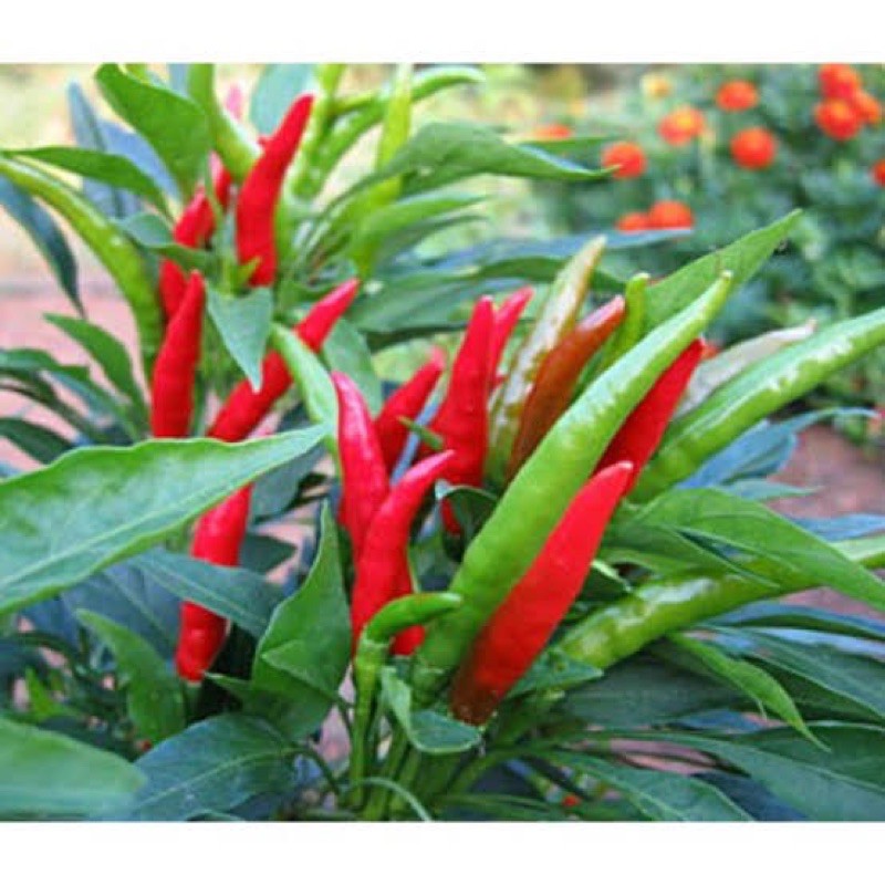 เมล็ดพันธุ์ พริก พริกจินดาแดง (Bird Chilli) บรรจุ 50 เมล็ด ใช้ได้ทั้งผลผลิตสดและแห้ง ผลที่ตากแห้งแล้วจะมีสีสวย