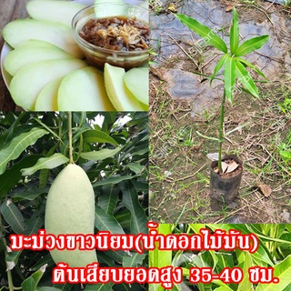 1 ต้น พันธุ์มะม่วงน้ำดอกไม้มัน(ขาวนิยม) ต้นเสียบยอดสูงประมาณ 35-40 ซม.จัดส่งพร้อมถุงเพาะชำ