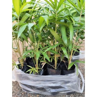 ต้นหวายหนามขาวภูพาน/ชุด 10 ถุง160 บาท
