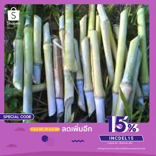 ท่อนพันธุ์ หญ้าเนเปียร์ปากช่อง1 หญ้าอาหารสัตว์ ชุดละ 10 ท่อน แถม 2 ท่อน