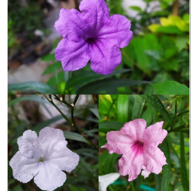 กิ่งต้อยติ่งเทศ 3สี ต้อยติ่งฝรั่ง หรือต้นฟ้าประทาน 3สี ขาวชมพูม่วง