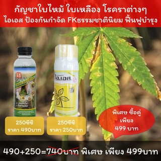 โรคกัญชา กัญชาใบไหม้ กัญชาใบเหลือง ใช้ ไอเอส + FKธรรมชาตินิยม