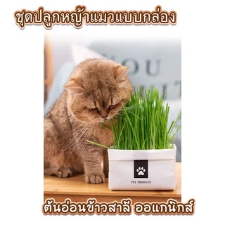 หญ้าแมวแบบกล่อง ครบชุดพร้อมปลูก ต้นอ่อนข้าวสาลี หญ้าเเมว สำหรับสัตว์เลี้ยง หญ้าแมว[มือใหม่ก็ปลูกได้ เมล็ดพันธุ์คุณภาพ]