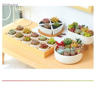 เมล็ดดอกไม้สวย 100pcs/bag Mixed Lithops Seeds Rare Succulent Seeds Ass Flower Seeds Pseudotruncatella Living Stone Bonsa