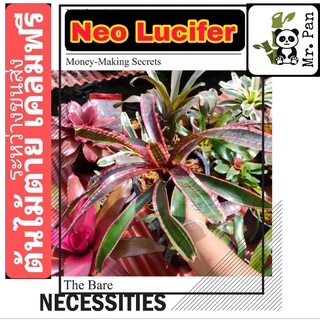 Neo Lucifer สับปะรดสี พร้อมกระถาง สัปปะรดสี สัปะรดสี