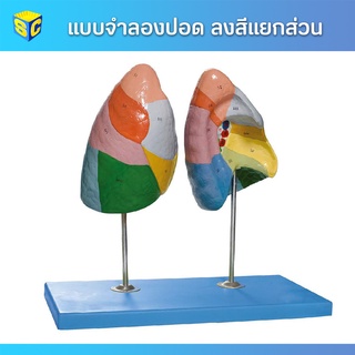 แบบจำลองปอด (Lung Segments)