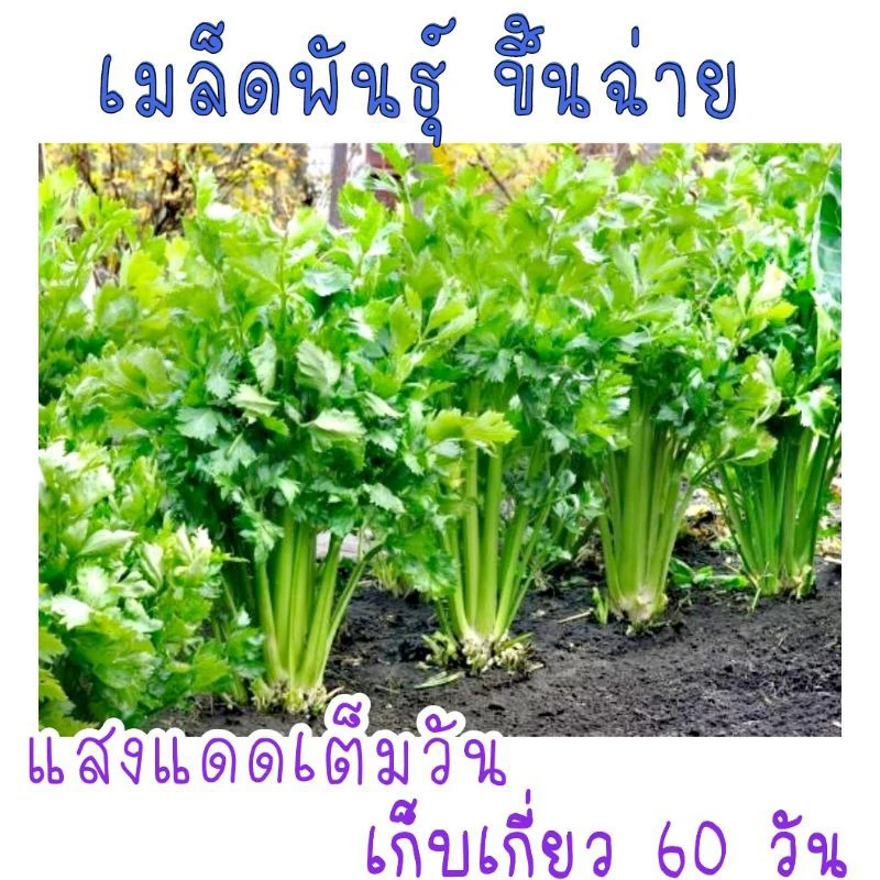 เมล็ดพันธุ์คื่นช่าย ขึ้นช่าย 500-700 เมล็ด
