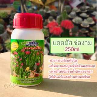 แคคตัส ช่องาม 250ml วิตามินใช้บำรุงแคคตัสเพิ่มความสมบูรณ์ทั้งต้นและดอก เร่งการเจริญเติบโต ช่วยเคลื่อนย้ายธาตุฟอสฟอรัสในพ