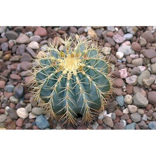 เฟโรถังฟ้า Ferocactus (Barrel cactus)ถังฟ้า