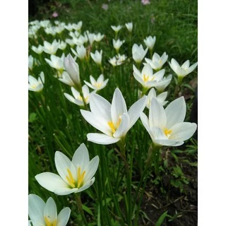 บัวดินแคนดิด้า สีขาว จำนวน 20 หัว