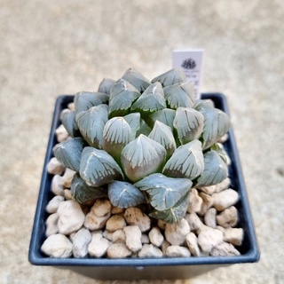 พร้อมส่ง!!ฮาโวเทีย Haworthia obtusa hybrid Suisho  จัดส่งแบบล้างราก