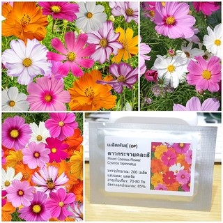 เมล็ดพันธุ์ ดาวกระจายคละสี ดอกคอสมอส Mixed Cosmos Flower Seed 200 เมล็ด คุณภาพดี ราคาถูก ของแท้ 100%