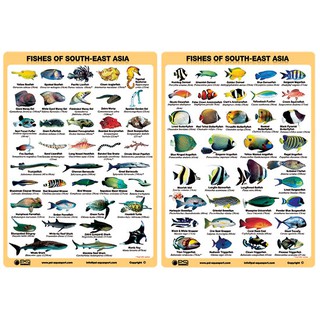 Fish Slate (Fish ID) (ซื้อ1 แถม1 สั่งแค่1 ชิ้น ได้เป็น set มี2 design)