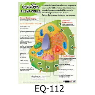 เซลล์พืช EQ-112 สื่อโปสเตอร์ภาพ กระดาษ หุ้มพลาสติก