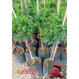 ต้นพันธุ์มะนาวคาเวียร์(ต้นเสียบยอด)พร้อมส่งมี 3 สี 1.ลิตเติ้ลรูบี้ 2.เขียวดิเอลเมอรัล 3.ซันไซร์เยลโล่