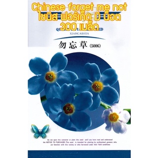 เมล็ด ไชนีส ฟอร์เก็ต มี น็อต(อย่าลืมฉัน) 300 เมล็ด  Chinese forget me not / alpine forget  me not