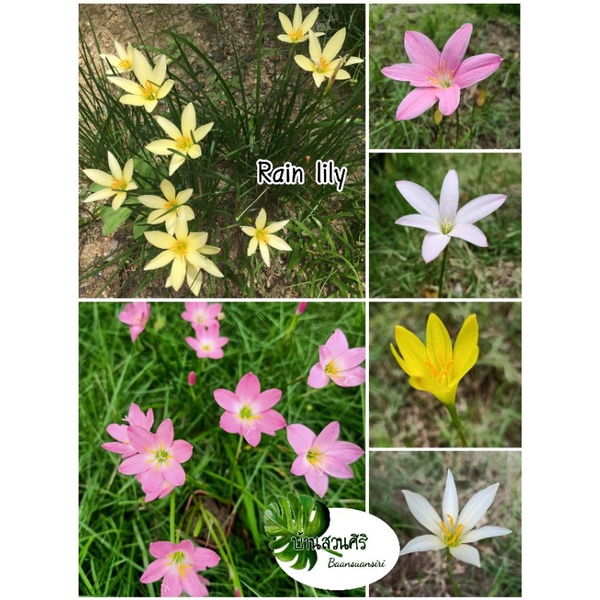 Rain lily บัวดิน ฉายาราชินีแห่งสายฝน จัดส่งเป็นหัว (5หัว) ขนาดคละไซส์