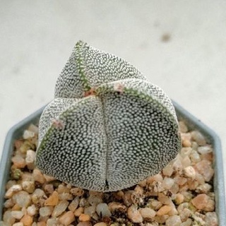 Cake Cactus Farm กระบองเพชร Astrophytum myriostigma onzuka 3 ribs แอสโตร ออนซูกะ 3 พู