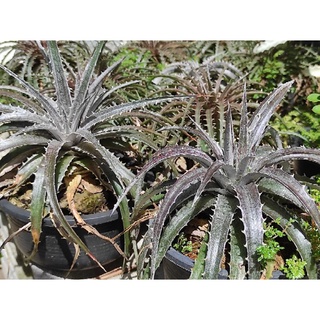 ดิกเกีย dyckia ไม้หนาม