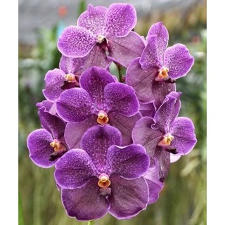 กล้วยไม้ แวนด้า เพียวเเว็กซ์ บลู Vanda Pure’s Wax’Blue’