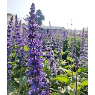 ซันเวียร์บิ๊กบลู(salvia big blue) สีม่วงเข็มกระถาง 8 นิ้ว