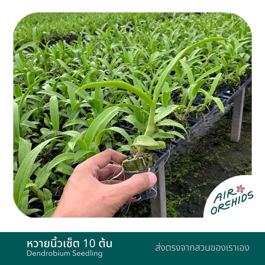 กล้วยไม้หวายนิ้ว (Dendrobium)-เซ็ตละ 10 ต้น (กระถาง 1 นิ้ว) ราคา ถูกที่สุด ดีลบีเคเค แกลเลอรีภาพที่ 4