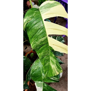 Epipremnum pinnatum variegated ไม้ด่าง อิพิด่างขาว