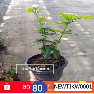 ต้นมะลิซ้อน Jasminum sambacกระถาง 11นิ้ว