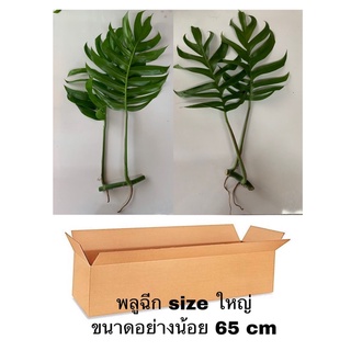 พลูฉีก🌱 Epipremnum Pinnatum🌱(มีของแถมทุก order)