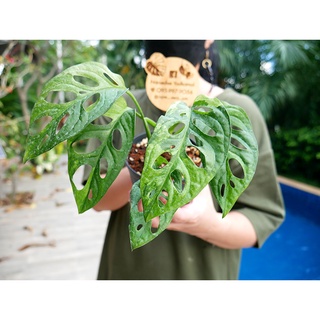 Monstera Adansonii Variegated พลูฉลุด่างเหลือง ไม้ 5 ใบ