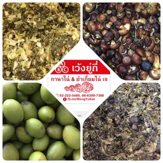 กานาฉ่ายเห็ดหอม น้ำมันรำข้าว(1กระป๋อง) - W094 สูตรต้นตำรับเจ้าแรกในประเทศไทย น้ำหนักประมาณ 600-650 กรัม