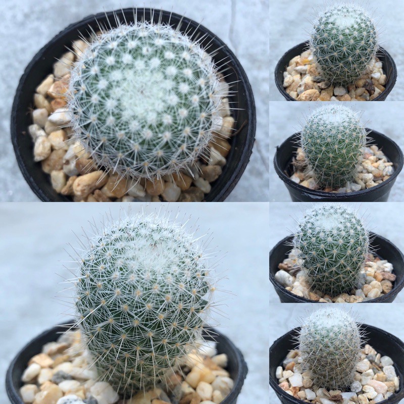 แมมเข็มเงิน ไม้มงคล ไม้ประดับ พืชอวบน้ำ แคคตัส กระบองเพชร (Mammillaria Geminispina)