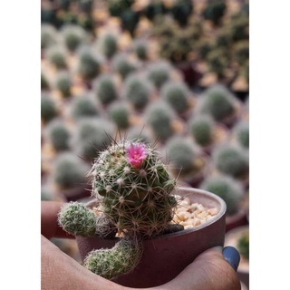 แมมตุ๊กตาญี่ปุ่นดอกชมพู Mammillaria gracilis (อ่านรายละเอียดก่อนสั่งนะคะ🥰)