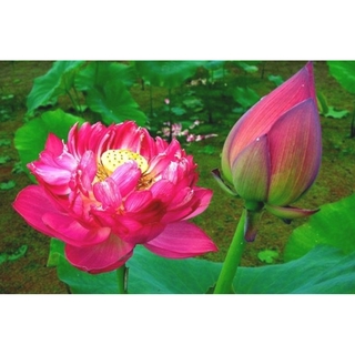 บัวหลวงสีแดงนำเข้า Red Peony เมล็ดบัวดอกสีแดง ดอกใหญ่ ของแท้ 100% Lotus Waterlily seeds