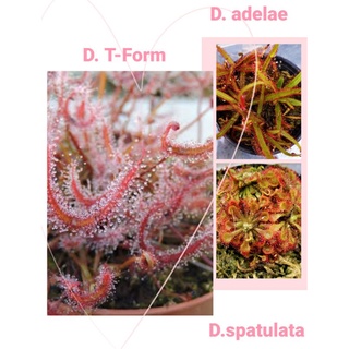 หยาดน้ำค้างใบช้อน, หยาดน้ำค้างนิวซีแลนด์, หยาดน้ำค้าง T ฟอร์ม  (Drosera) พืชกินแมลง