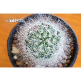 แคคตัส แมมมิลลาเรีย ขนแมว แมมขนแมว (Mammillaria bocasana)