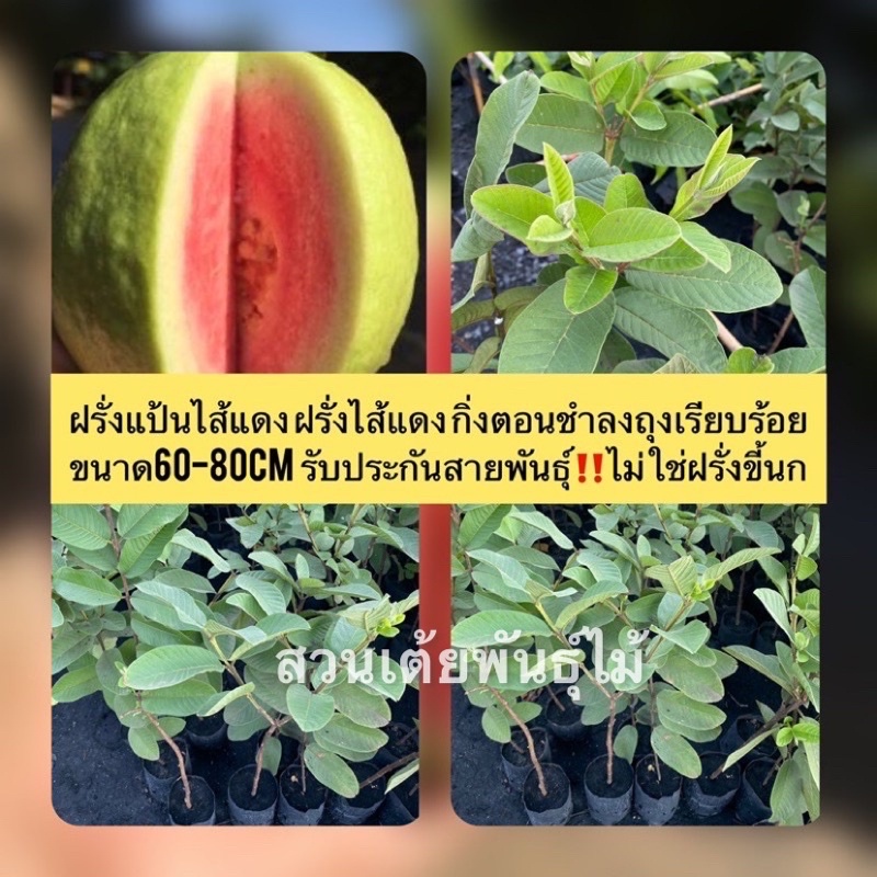 ฝรั่งแป้นไส้แดง ฝรั่งไส้แดงกิ่งตอนชำลงถุงเรียบร้อย ขนาด60-80cm  รับประกันสายพันธุ์ไม่ใช่ฝรั่งขี้นกแก้ว