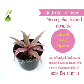 สัปปะรดสี ไม้มงคล ไม้ฟอกอากาศ 39 บาท