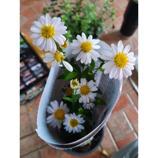 *(พร้อมส่ง1-2วัน) มากาเร็ตบอเนียว กระถาง 5.5 นิ้ว (ถ้ามีดอกจะเลือกให้ก่อน) (จัดส่ง1-2วัน)