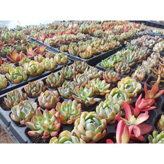 Succulent&amp; Cactus ไม้อวบ กุหลาบหิน ไม้อวบน้ำ ซื้อครบ10แถม1