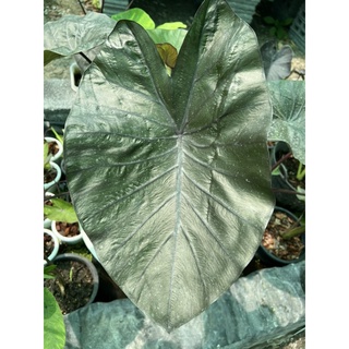 Colocasia Kona Coffee โคนาคอฟฟี่สีใบเข้มสีกาแฟ☕️