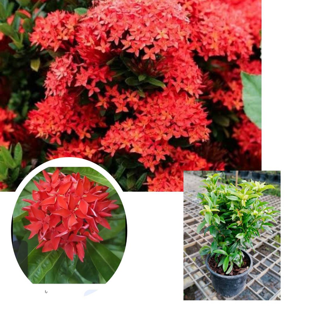 My Image 5