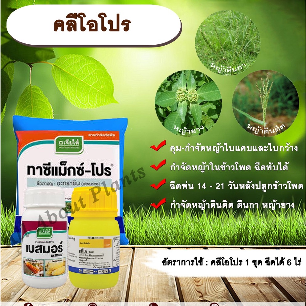 คลีโอโปร (โทพรามีโซน+อะทราซีน) สารกำจัดวัชพืช คุมวัชพืช ในข้าวโพด หญ้าใบแคบ ใบกว้าง หญ้าตีนติด หญ้าตีนกา allaboutplants