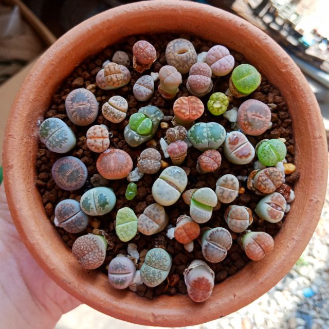 ❎ถูกมากก❎ ไลทอป ( Lithops )