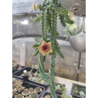 เก๋ง Huernia Cactus กระบองเพชร แคคตัส (Cactus)