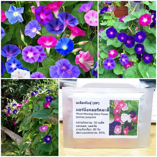 เมล็ดพันธุ์ มอร์นิ่งกลอรีคละสี (Mixed Morning Glory Flower Seed) บรรจุ 50 เมล็ด คุณภาพดี ราคาถูก ของแท้ 100%